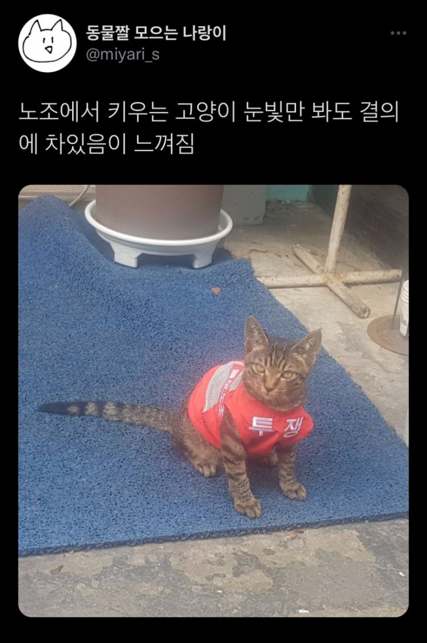 [유머] 냥이에게도 있는 신분. -  와이드섬