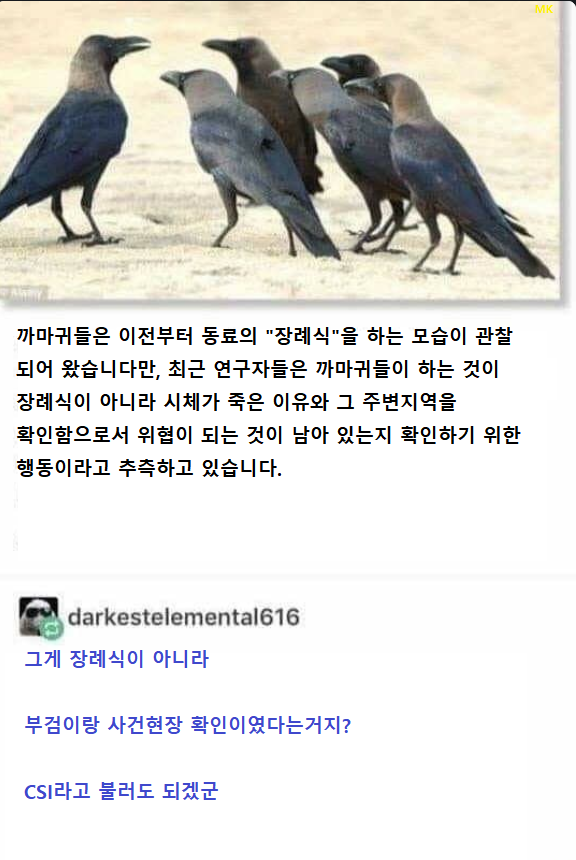 [유머] 까마귀들의 장례식. -  와이드섬