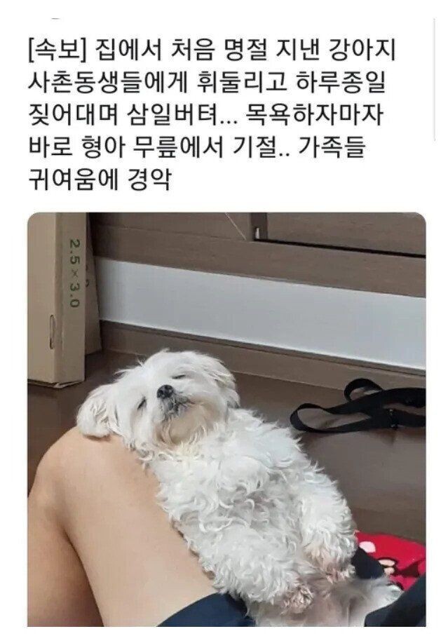 [유머] 명절 열일한 반려견. -  와이드섬