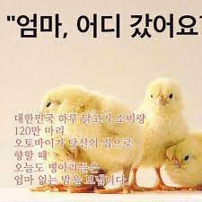 [유머] 엄마가 말하는 불쌍한 치킨. -  와이드섬