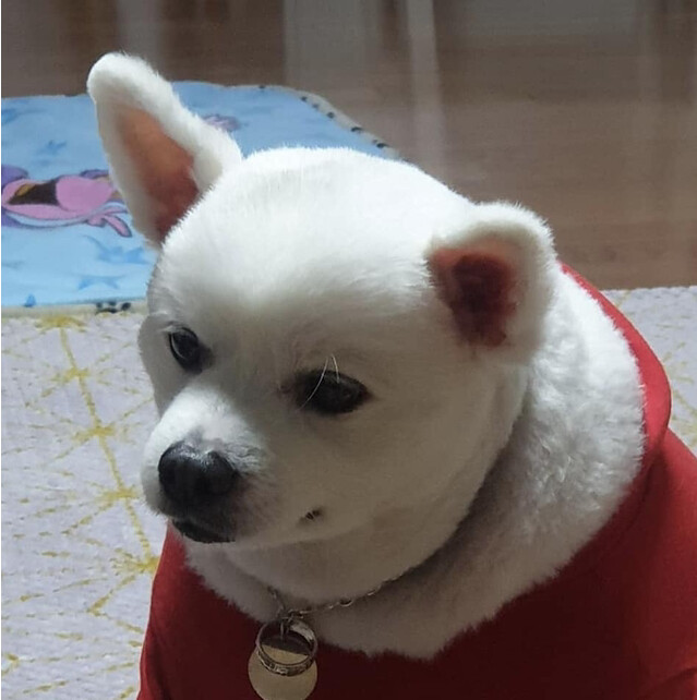 [유머] 산타 후드에 대한 진실. -  와이드섬