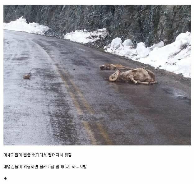 [유머] 장점이 없는 동물류. -  와이드섬